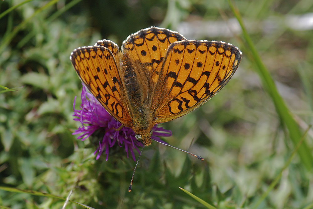 Argynnis....sp.?